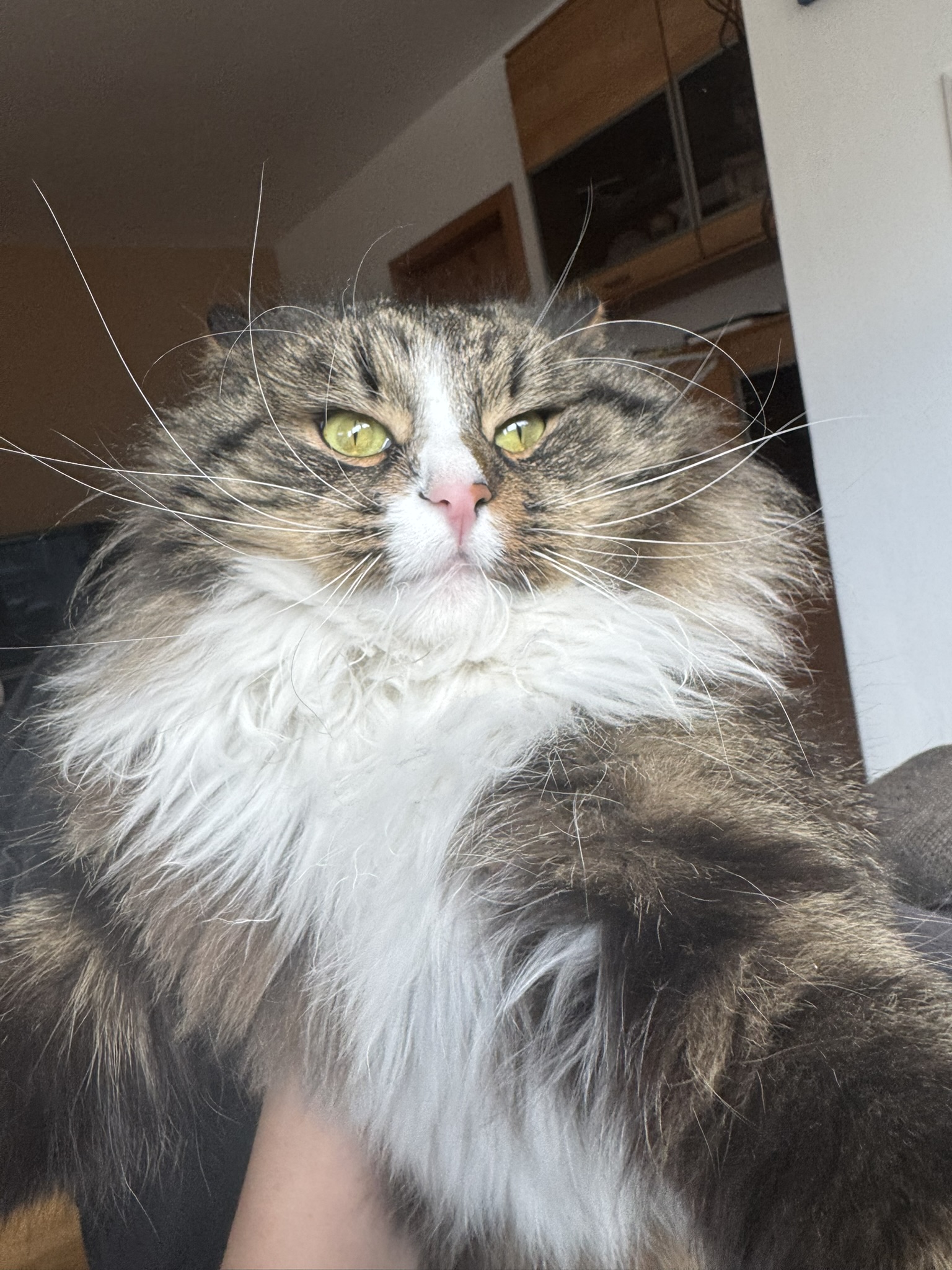 Picture of my cat